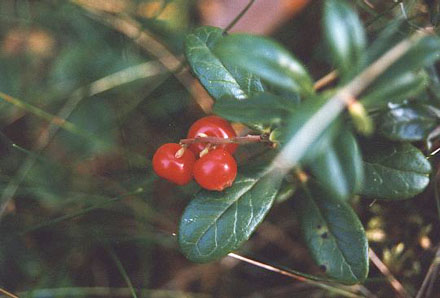 Cranberrys